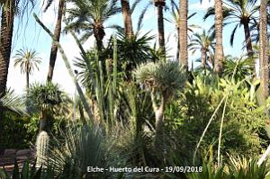 19 ELCHE HUERTO DEL CURA (95)